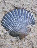 shell image